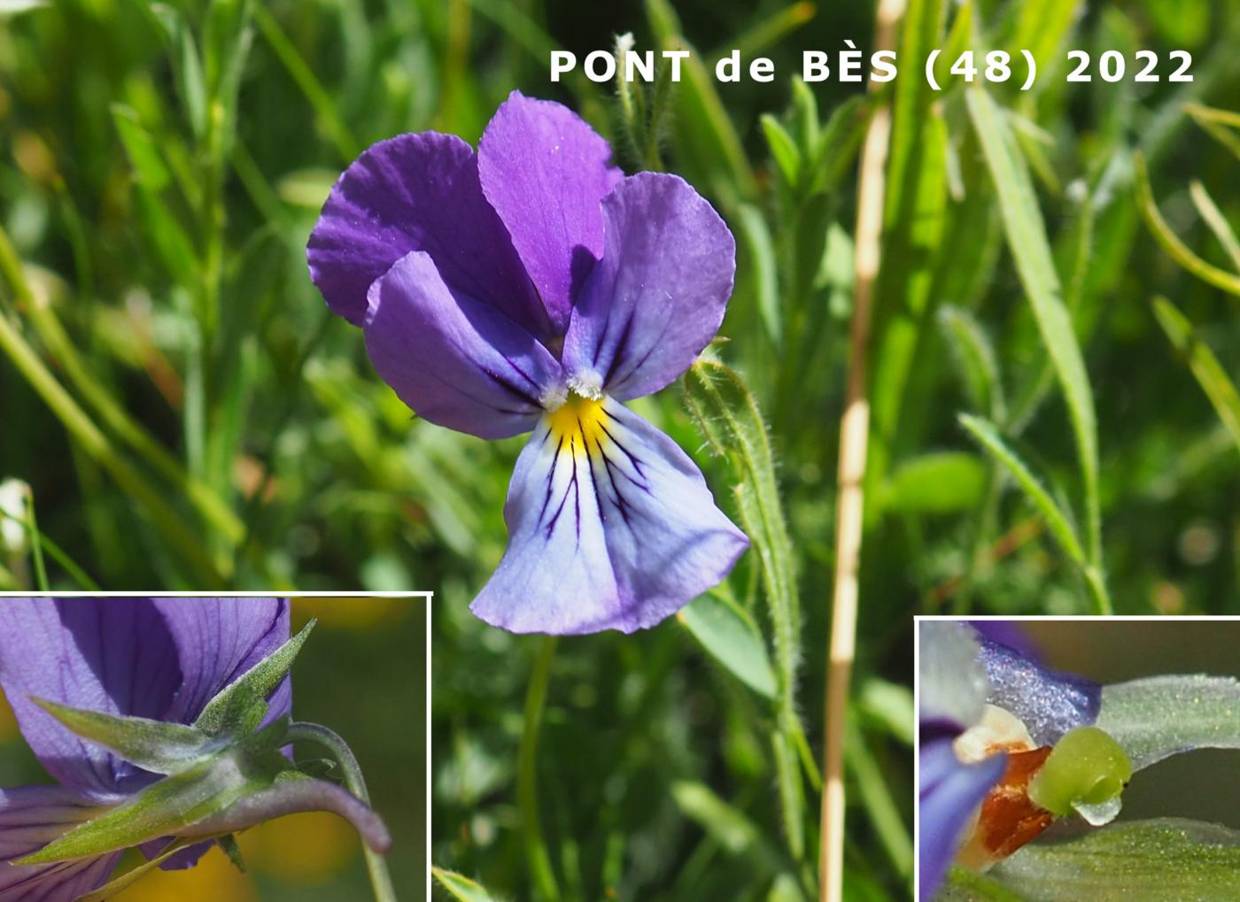 Pansy, Mountain flower